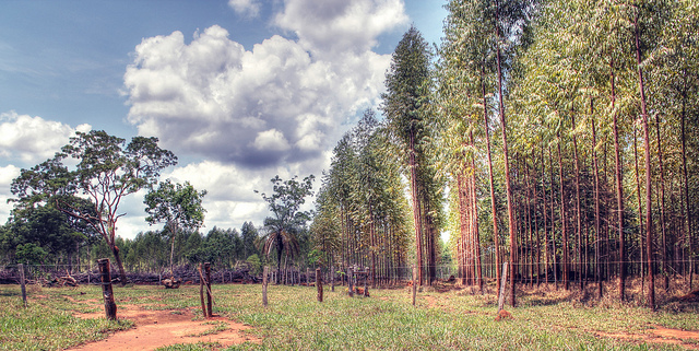 Au Brésil, où les forêts couvrent 5,4 millions de kilomètres carrés, c'est-à-dire presque les deux tiers du territoire, plus de 60 000 kilomètres carrés sont dédiés aux forêts plantées. (photo flickr/victorcamilo)