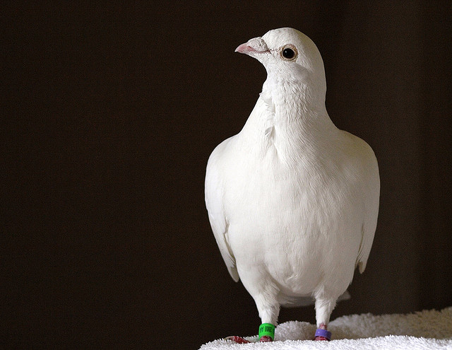 Aucun indice ne permet de savoir si oui ou non ce pigeon a été formé à l'espionnage par la Chine. (photo flickr/Ingrid Taylar)