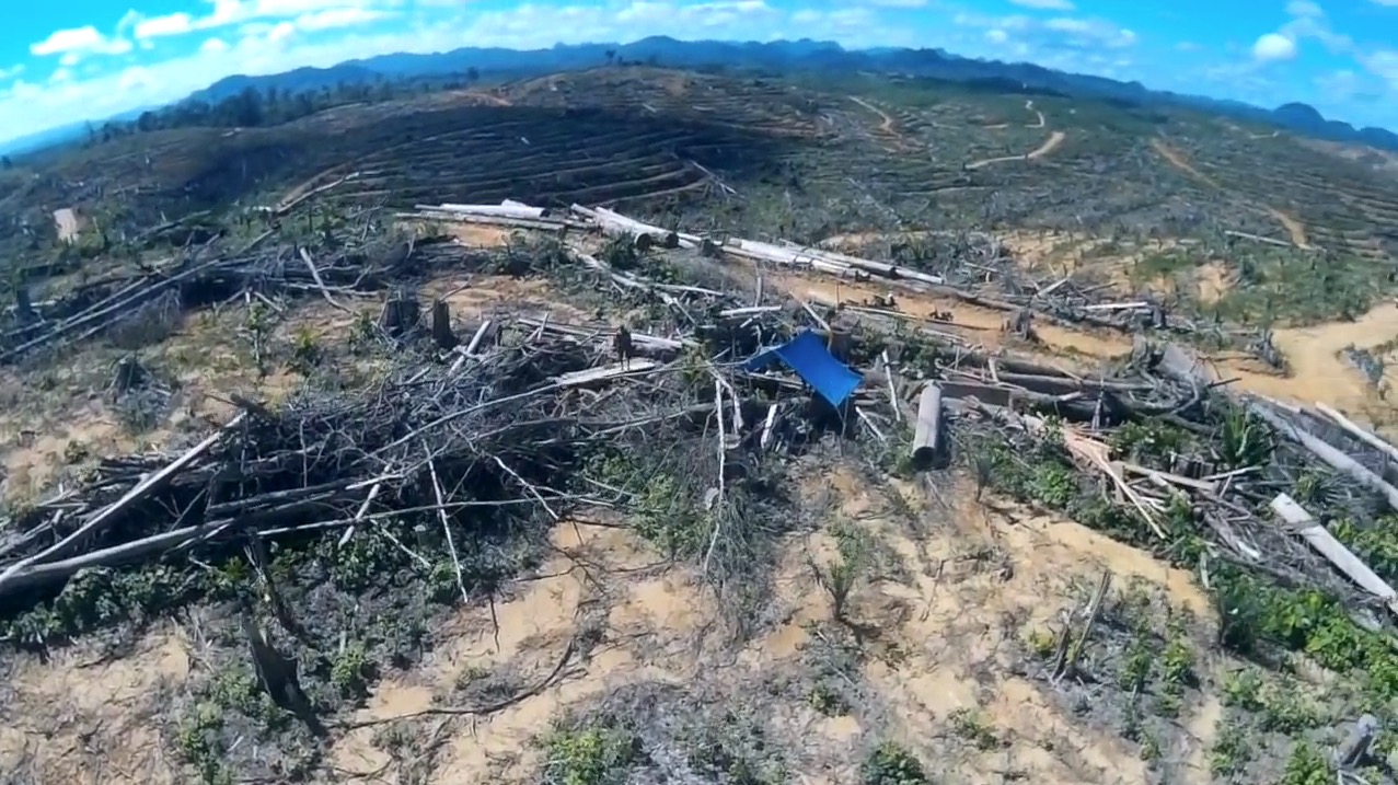 (Capture d'écran :  Forest Heroes drone footage: Astra's forest destruction in Indonesia)