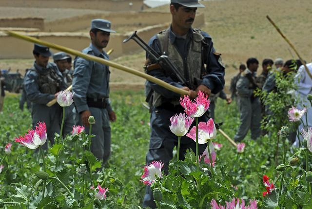 L'Afghanistan est responsable de 85% de la production mondiale de pavot. (Photo Flickr / ResoluteSupportMedia)