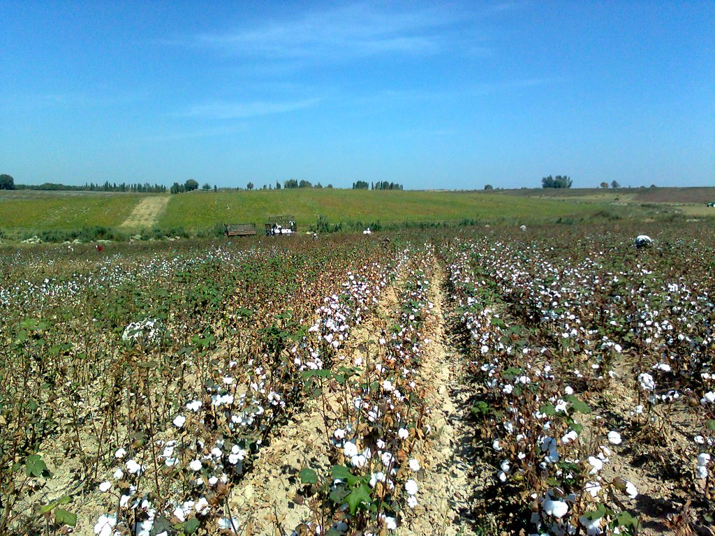 En Ouzbékistan, la récolte du coton commence généralement en septembre et mobilise des millions de travailleurs, souvent forcés. (Photo Wikimedia Commons)