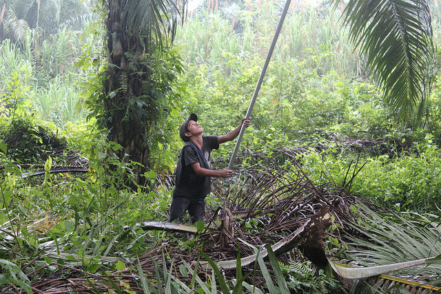 Un jeune garçon récolte des fruits de palmier à huile, utilisés pour la fabrication de l'huile de palme, au Honduras. (Photo Flickr/ ICIJ Online)