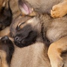 West Midlands Police new litter of German Sheperd puppies