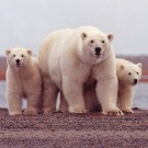 Le refuge faunique national Arctic est l'habitat de l'ours polaire, du loup gris et du caribou. (photo flickr/usfws_alaska)