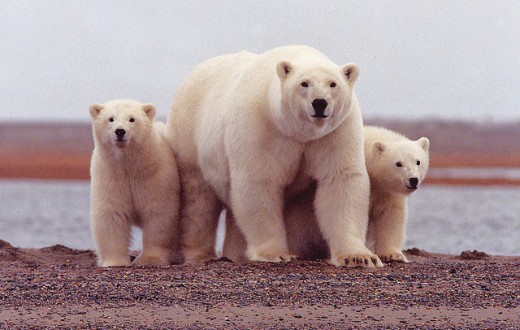 Le refuge faunique national Arctic est l'habitat de l'ours polaire, du loup gris et du caribou. (photo flickr/usfws_alaska)