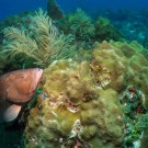 (Photo Flickr/ NOAA's National Ocean Service )