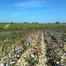 En Ouzbékistan, la récolte du coton commence généralement en septembre et moblise des millions de travailleurs, souvent forcés. (Photo Wikimedia Commons)