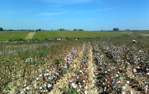 En Ouzbékistan, la récolte du coton commence généralement en septembre et moblise des millions de travailleurs, souvent forcés. (Photo Wikimedia Commons)