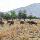 Un troupeau de gnous dans la région du Gauteng, en Afrique du Sud.
(Photo Flickr/ Tambako The Jaguar)
