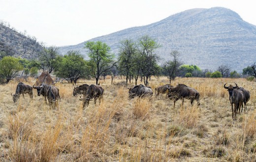 Un troupeau de gnous dans la région du Gauteng, en Afrique du Sud.
(Photo Flickr/ Tambako The Jaguar)