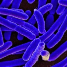 La bactérie intestinale E. coli, sur laquelle "Passcode" a été testée. (photo flickr/niaid)