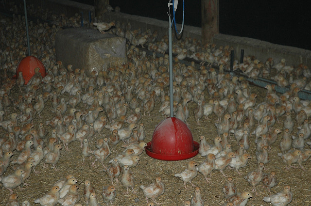Un exemple d'élevage au sol et donc "cage free". (photo flickr/steve p2008)