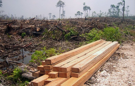 La disparition d'un grand nombre d'espèces végétales serait directement imputable à notre production irraisonnée d'huile de palme, comme ici en Indonésie.
(Photo Flickr/ Rainforest Action Network)