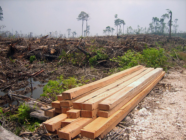 La disparition d'un grand nombre d'espèces végétales serait directement imputable à notre production irraisonnée d'huile de palme, comme ici en Indonésie. (Photo Flickr/ Rainforest Action Network)