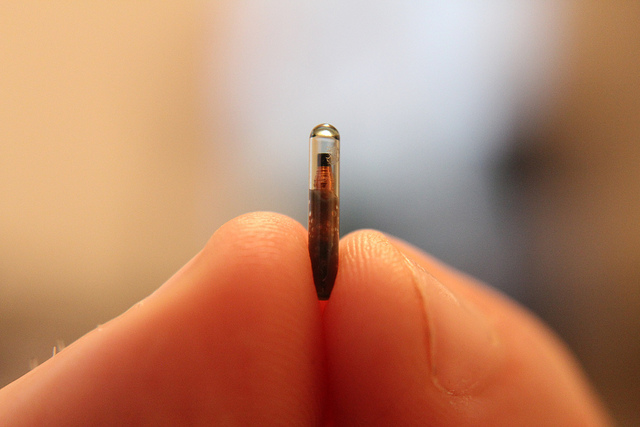 Un exemple de puce RFID. (photo flickr/Dan Lane)