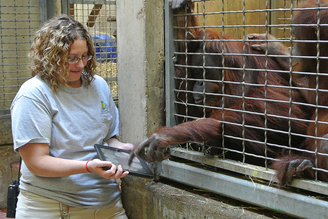 En 2012, le personnel du parc zoologique national de Washington faisait déjà découvrir les Ipads aux orangs-outans.
(Photo Flickr/ Smithsonian's National Zoo)
