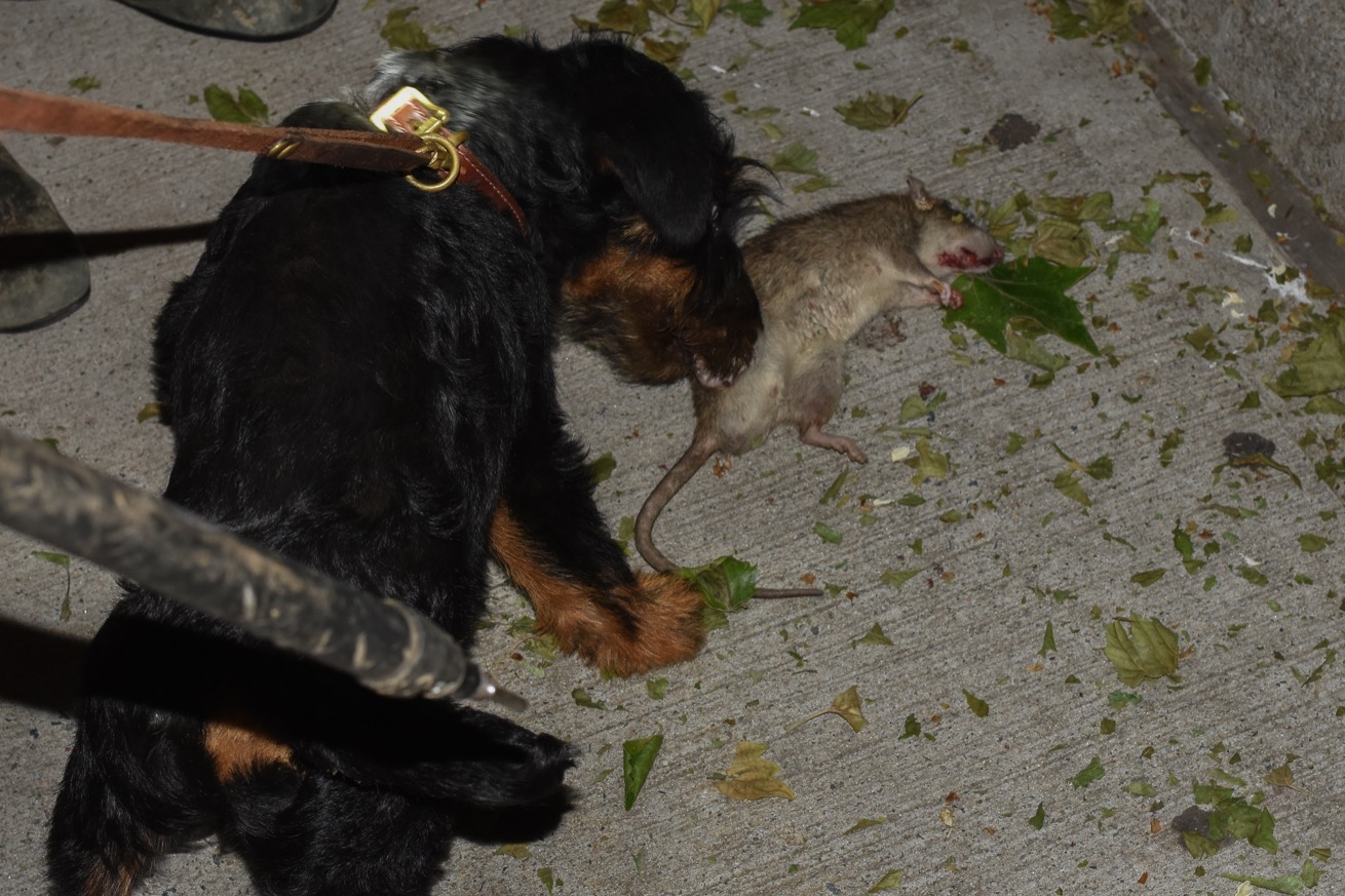 Ramoel, encore en formation, renifle un rat. (photo Chloé Cohen/8e étage)