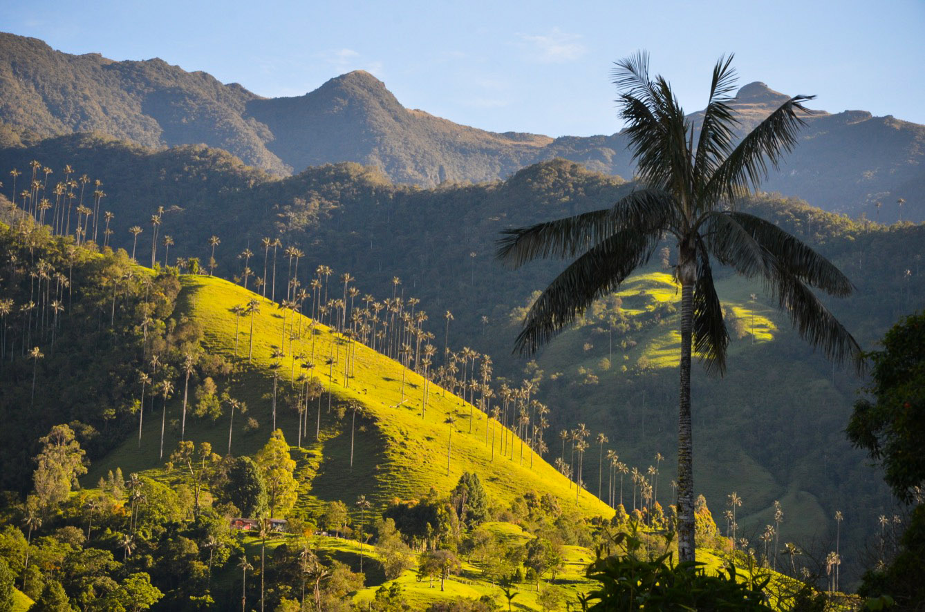 Les palmiers pouvant atteindre 60 mètres d'El Valle del Cocora sont des emblèmes de la Colombie. (photo Jérôme Le Boursicot/8e étage)